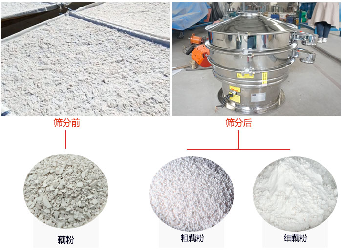 蓮藕淀粉曬干，采用304不銹鋼材質(zhì)藕粉振動(dòng)篩篩分后前后對(duì)比效果圖展示。